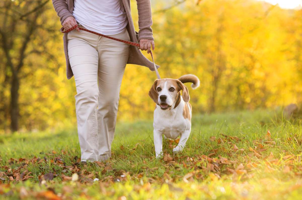 walking-dog-beagle.jpg
