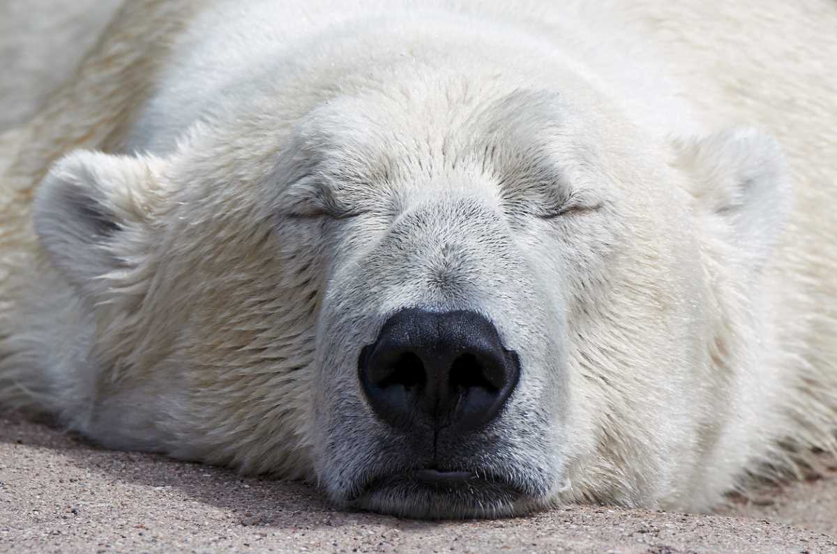 polar-bear-sleeping.jpg